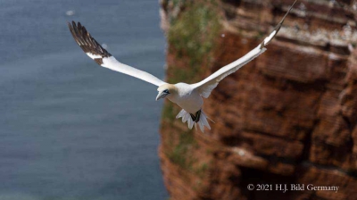 Vogelfelsen Helgoland_98