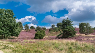 Heide Landschaft_11