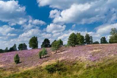 Heide Landschaft_14