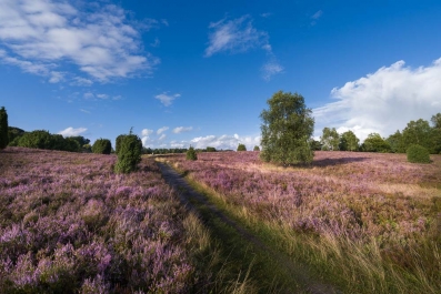 Heide Landschaft_15