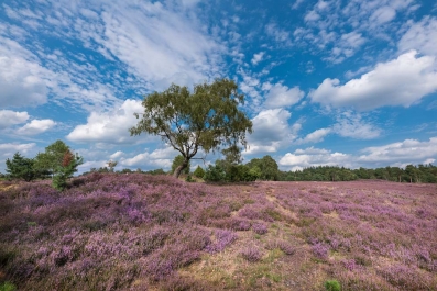 Heide Landschaft_16