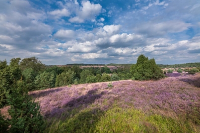 Heide Landschaft_17