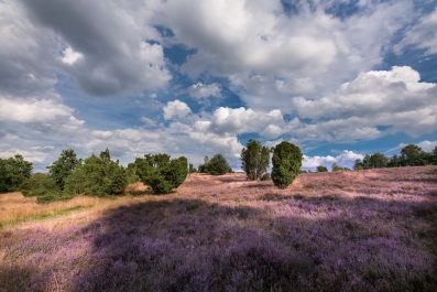 Heide Landschaft_18
