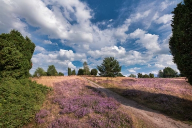 Heide Landschaft_19