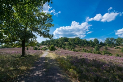 Heide Landschaft_31