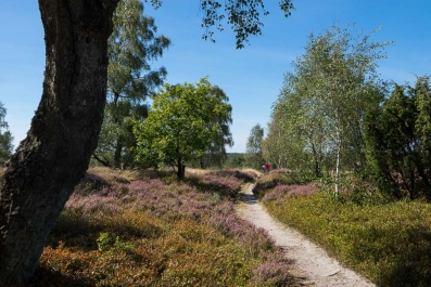 Heide Landschaft_32