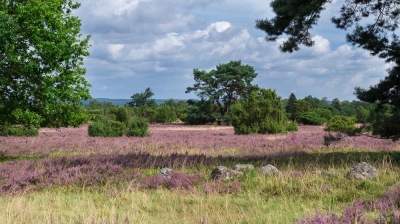 Heide Landschaft_35