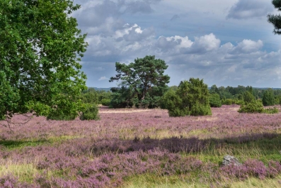 Heide Landschaft_36