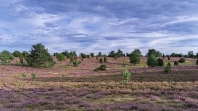 Heide Landschaft_37