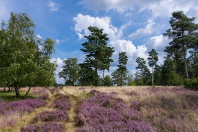 Heide Landschaft_38