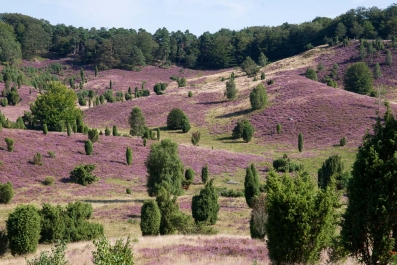 Heide Landschaft_40