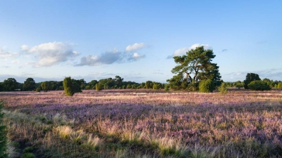 Heidelandschaft_3