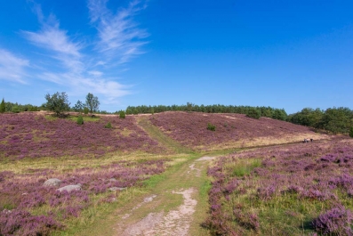 Heidelandschaft_45