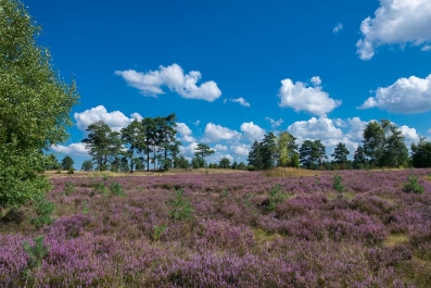 Heidelandschaft_47