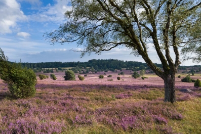 Heidelandschaft_5