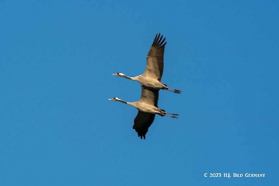 Kranich_14