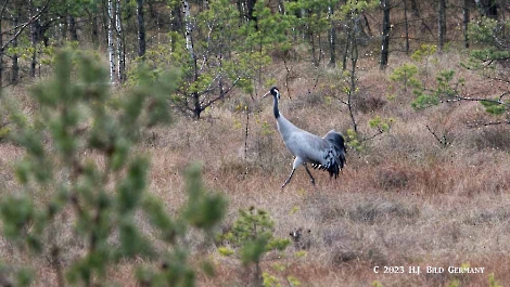 Kranich_1