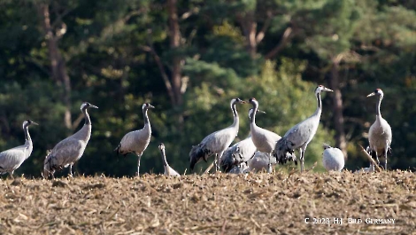 Kranich_23