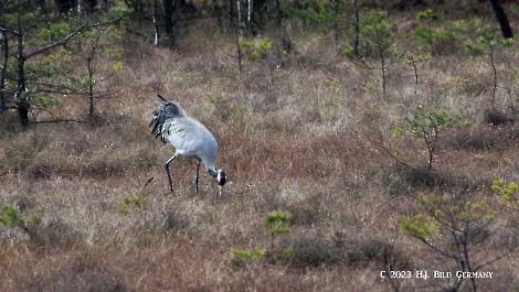 Kranich_3