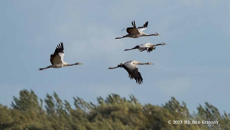 Kranich_45