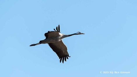 Kranich_46