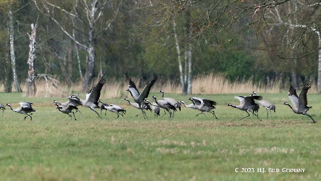 Kranich_5