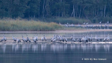 Kranich_6