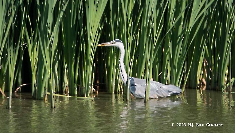 Fischreiher_1
