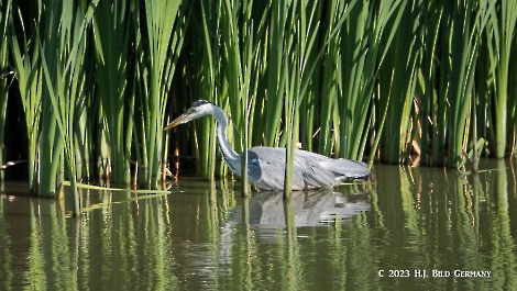 Fischreiher_2