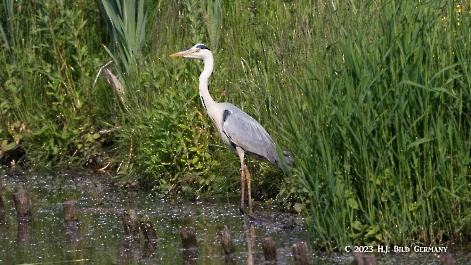 Fischreiher_34
