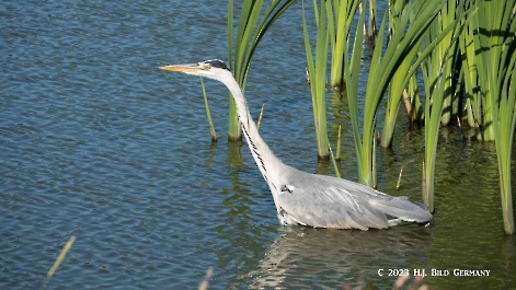 Fischreiher_3