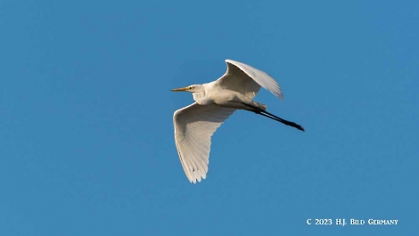 Silberreiher_50