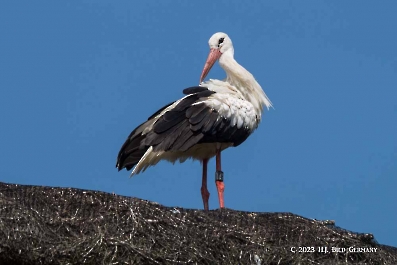 Storch_10