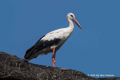 Storch_11