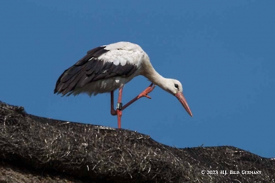 Storch_12