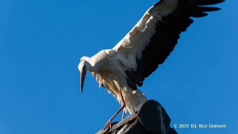 Storch_13