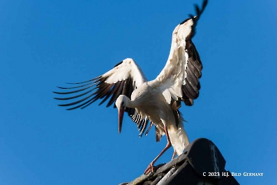 Storch_14