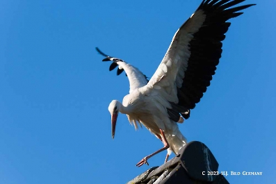 Storch_15