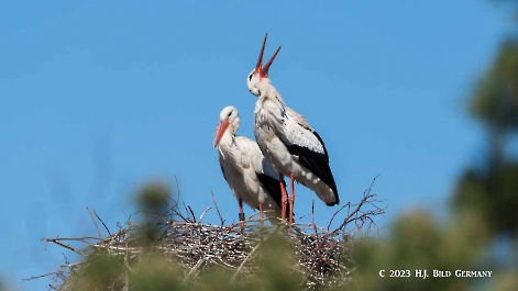 Storch_16