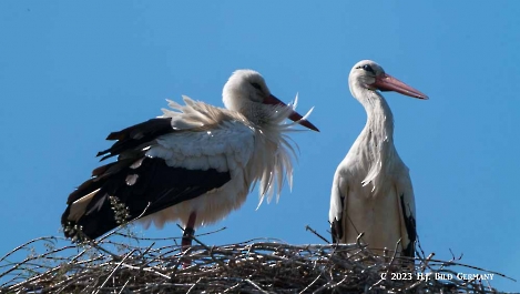 Storch_18