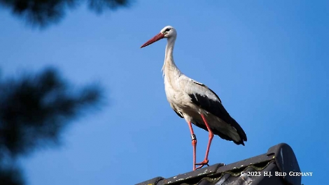 Storch_19