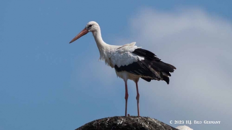 Storch_1