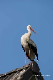 Storch_20