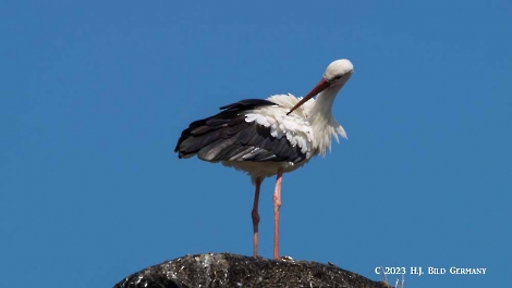 Storch_21