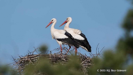 Storch_23