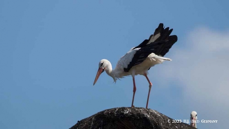 Storch_2
