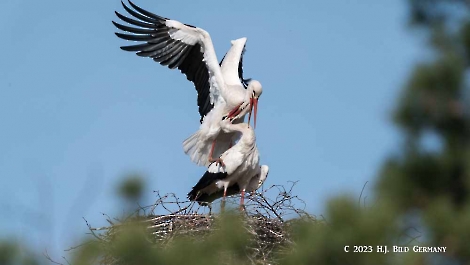Storch_30