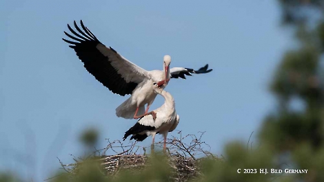 Storch_31
