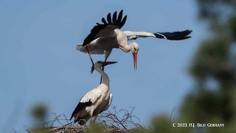 Storch_34