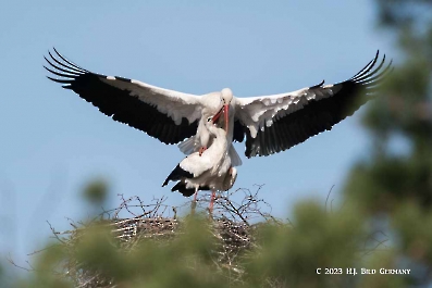 Storch_35